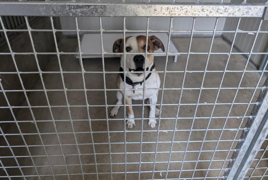 Fundmeldung Hund rassenmischung Männliche Vitré Frankreich