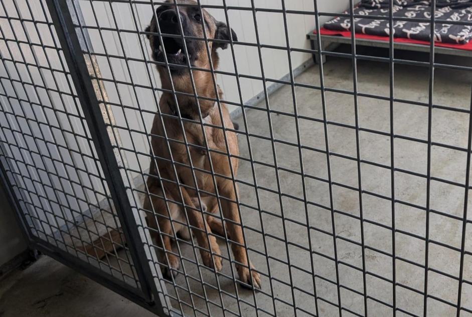 Fundmeldung Hund Männliche Vitré Frankreich Fundmeldung Hund Männliche Vitré Frankreich