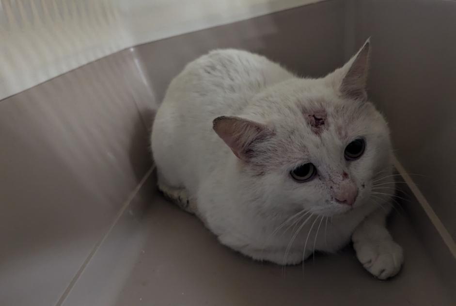 Fundmeldung Katze Männliche Châteaubourg Frankreich