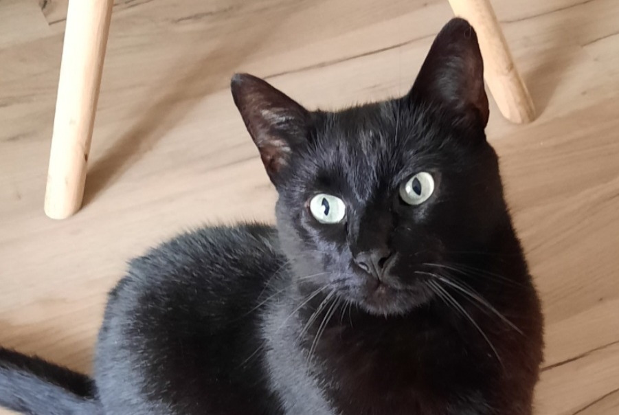 Vermisstmeldung Katze Männliche , 6 jahre Dol-de-Bretagne Frankreich Vermisstmeldung Katze Männliche , 6 jahre Dol-de-Bretagne Frankreich