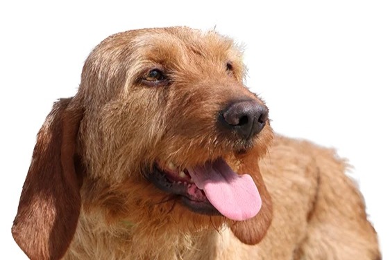 Disappearance alert Dog miscegenation Male , 2025 years Barcugnan France