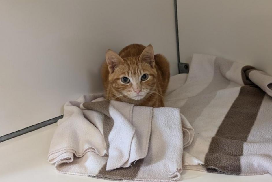 Alerta de Hallazgo Gato Macho Châteaubourg Francia Alerta de Hallazgo Gato Macho Châteaubourg Francia